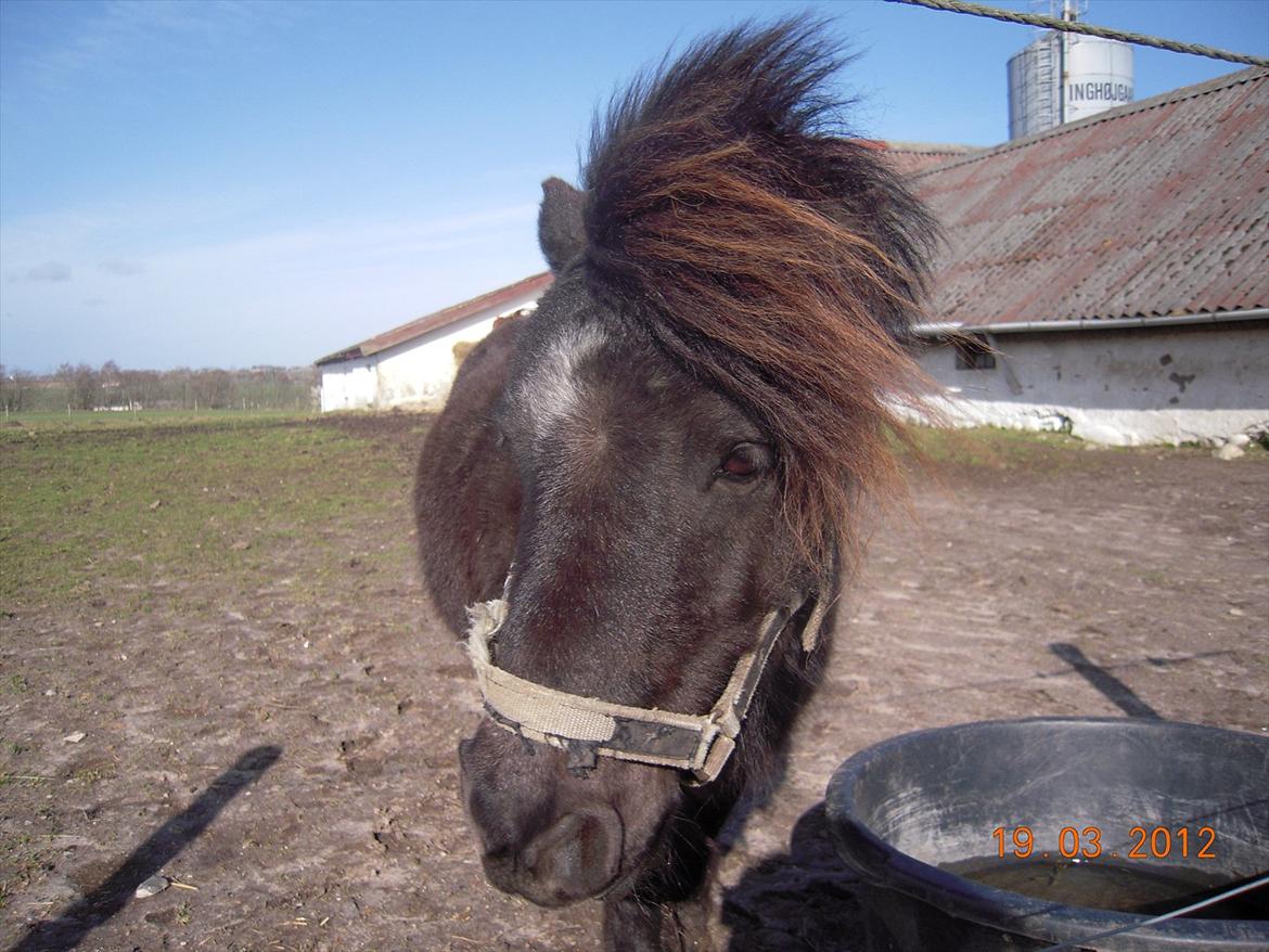 Shetlænder Sofus<3 billede 20