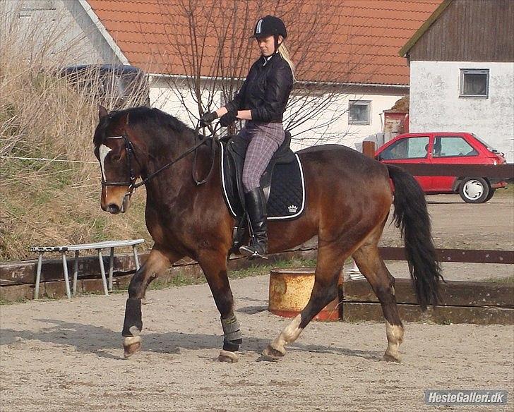 Anden særlig race jamie - min tidligere part og min dejlige hest billede 8