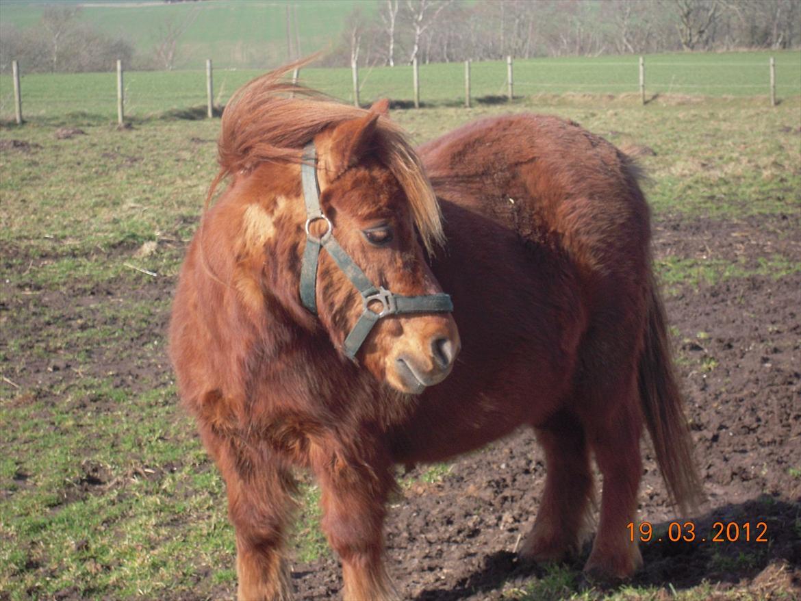 Shetlænder /islænder   Lukas<3 billede 20