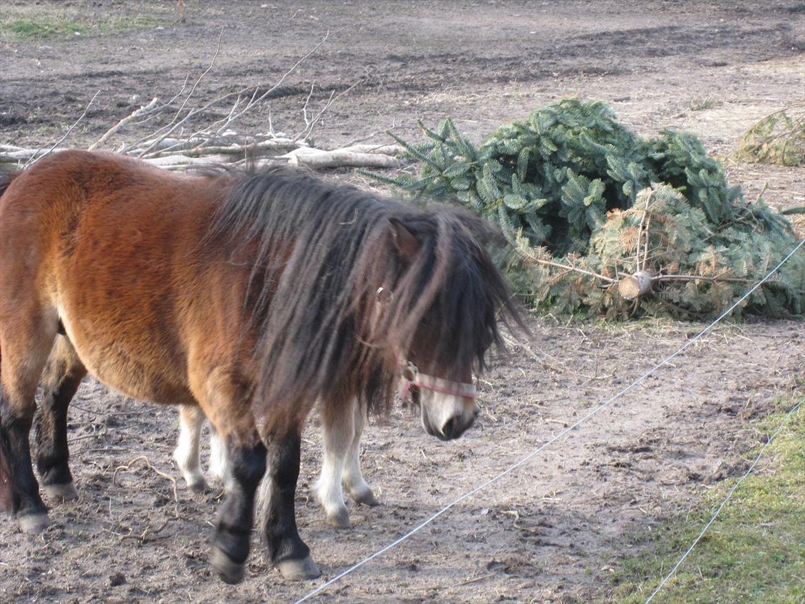 Shetlænder vinny v. stal tasselaar billede 8