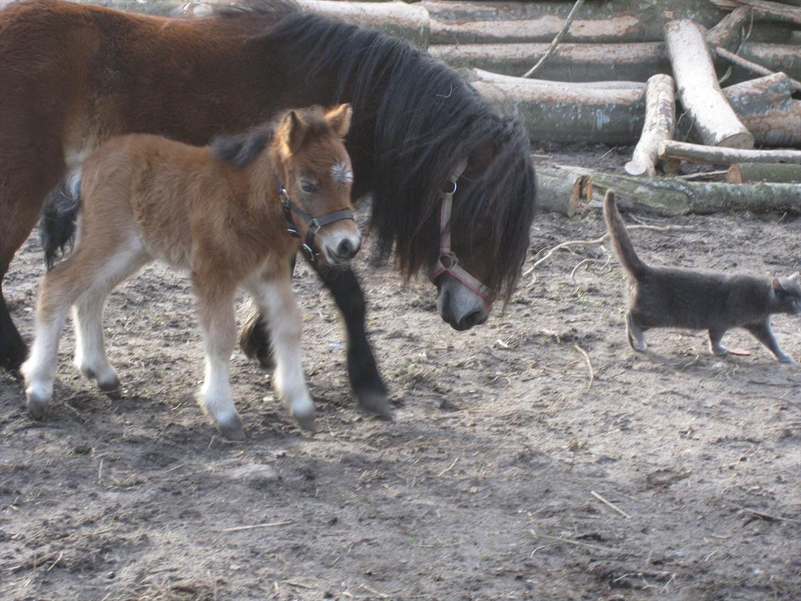 Shetlænder vinny v. stal tasselaar - vinny passer godt på hendes føl, selv kattene får tæsk hvis de kommer for tæt på. billede 9