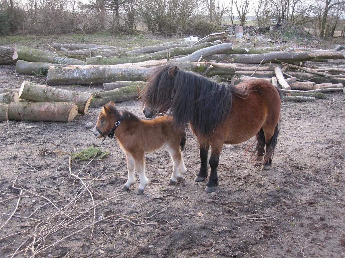Shetlænder vinny v. stal tasselaar billede 12