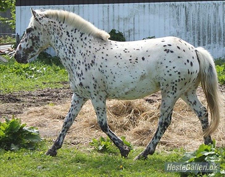 Knabstrupper Dina<3 billede 8