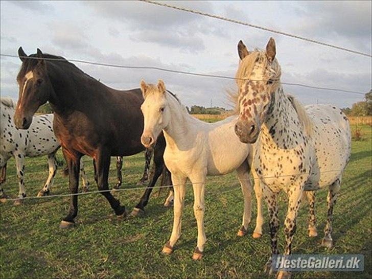 Knabstrupper Dina<3 billede 20