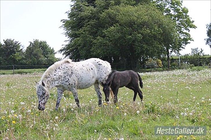 Knabstrupper Dina<3 - Dina og Otto:) Otto er Dinas følle dreng billede 10