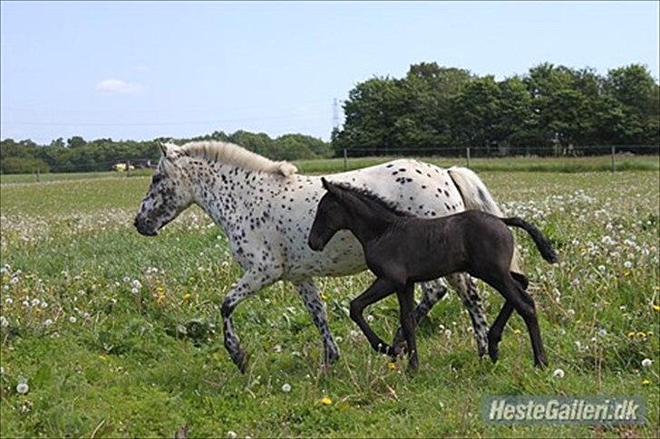 Knabstrupper Dina<3 billede 14