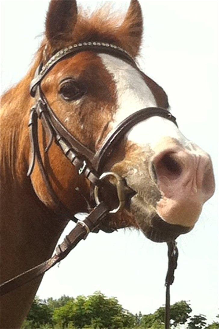 Irsk Sportspony Whos Smart "smarte" min springstjerne billede 2