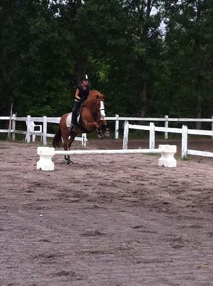 Irsk Sportspony Whos Smart "smarte" min springstjerne - rebecca og smarte 
-undervisning hos jens holm billede 3