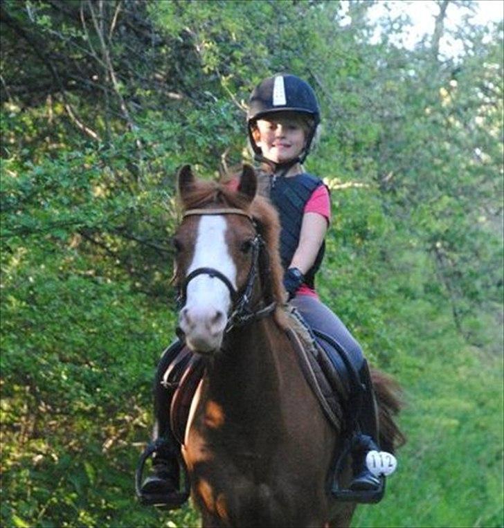 Irsk Sportspony Whos Smart "smarte" min springstjerne - den dag jeg prøvede smarte for aller første gang<3<3 billede 4