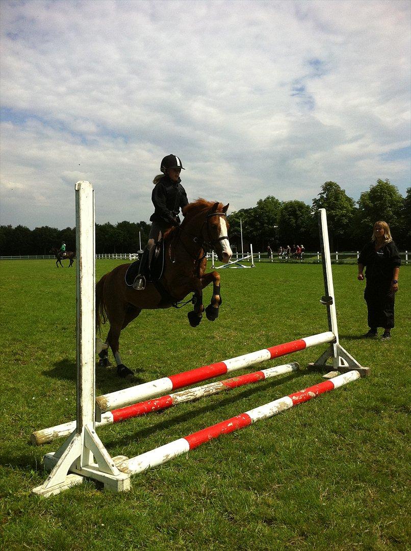 Irsk Sportspony Whos Smart "smarte" min springstjerne - rebecca og smarte springer hygge springning ude på vores springbane billede 5