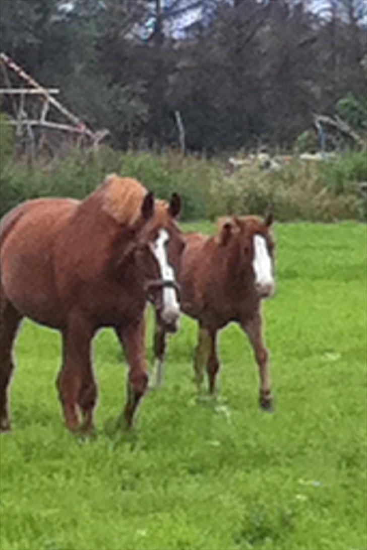 Irsk Sportspony Whos Smart "smarte" min springstjerne - smarte og hans fold kammerat caroll på fold
- det ligner mor og søn billede 6
