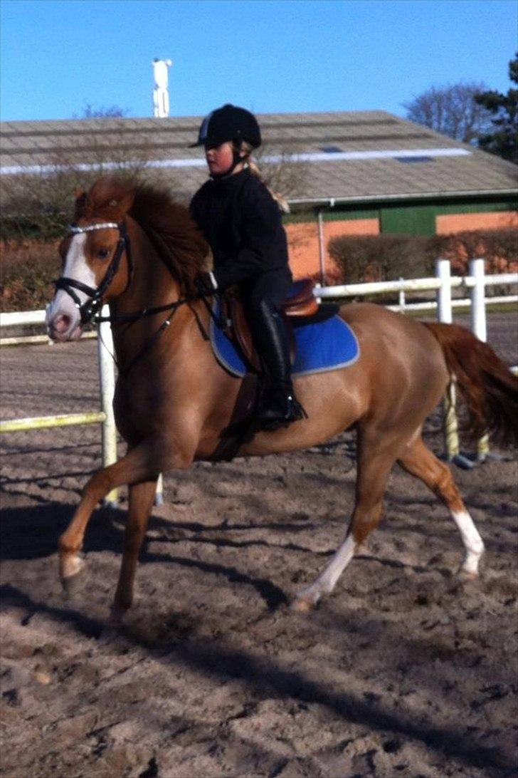 Irsk Sportspony Whos Smart "smarte" min springstjerne - smarte i hans fantastiske galop billede 7