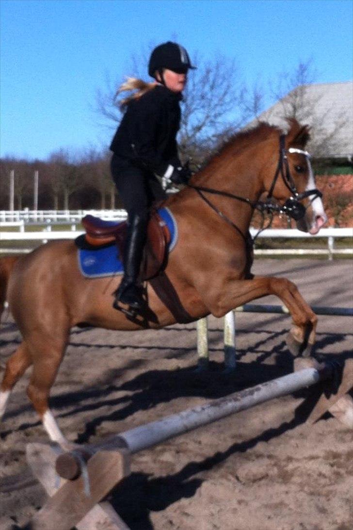 Irsk Sportspony Whos Smart "smarte" min springstjerne - den eneste ene<3<3 billede 8
