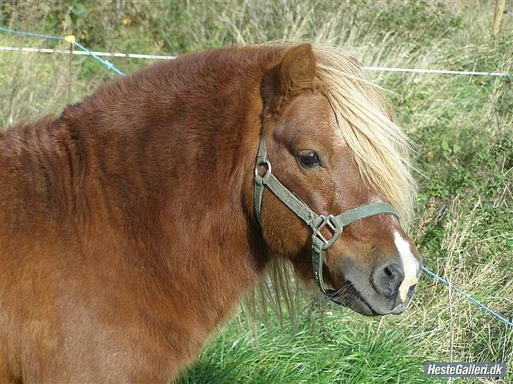 Shetlænder Niarn Hingst billede 4