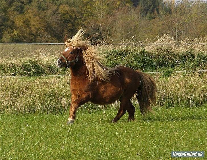 Shetlænder Niarn Hingst billede 5