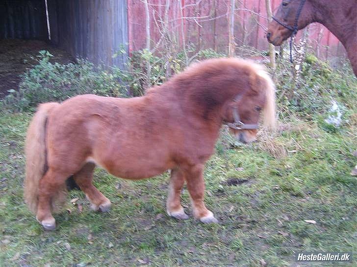 Shetlænder Niarn Hingst billede 6