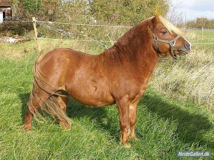 Shetlænder Niarn Hingst billede 2