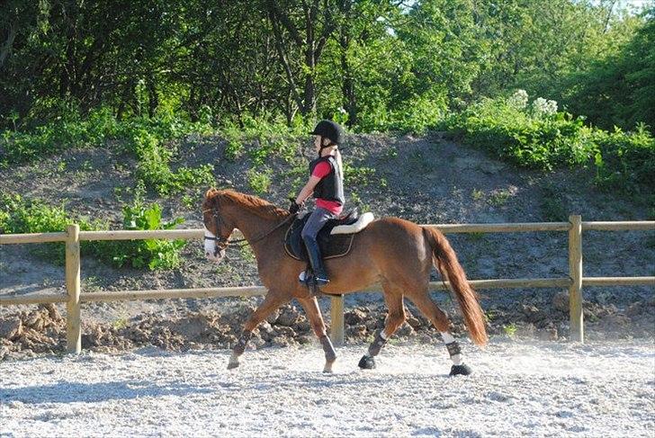 Irsk Sportspony Whos Smart "smarte" min springstjerne - søde lille mand billede 9