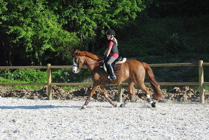 Irsk Sportspony Whos Smart "smarte" min springstjerne billede 10