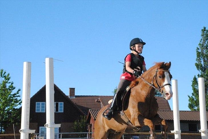 Irsk Sportspony Whos Smart "smarte" min springstjerne billede 11