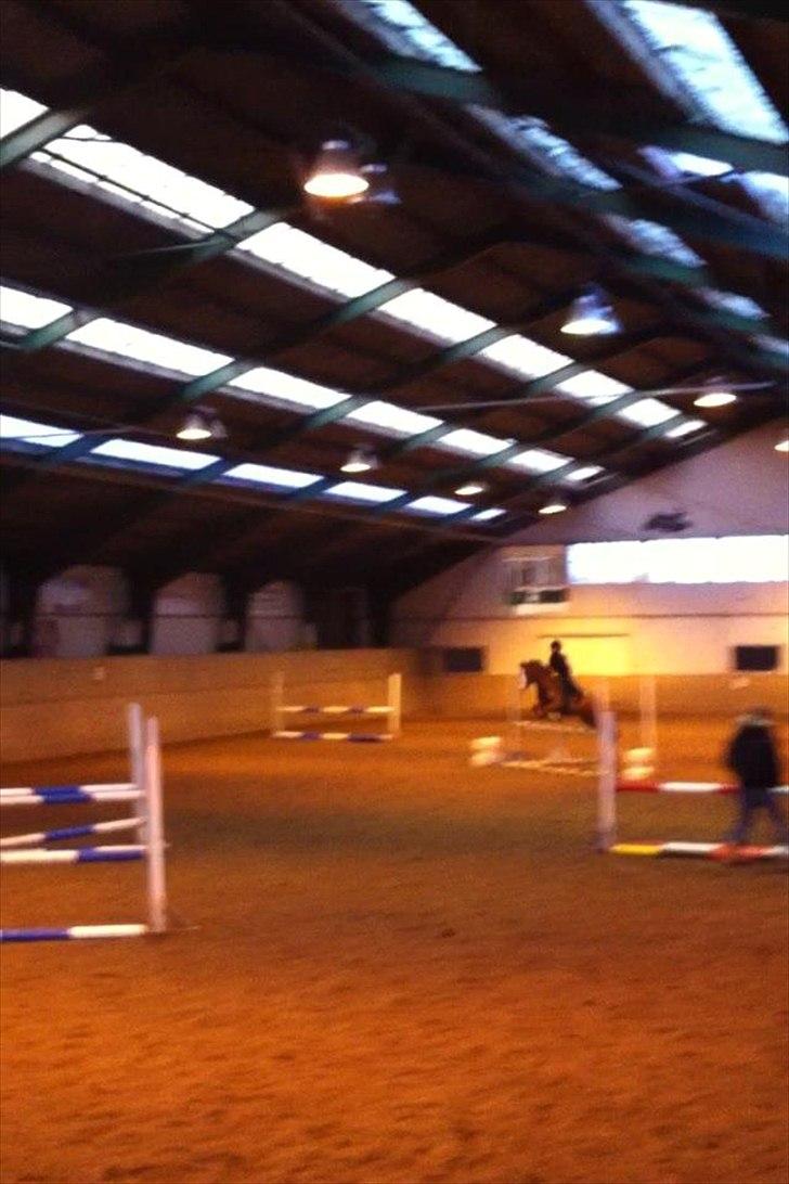 Irsk Sportspony Whos Smart "smarte" min springstjerne - rebecca og smarte
- undervisning hos jens holm billede 12