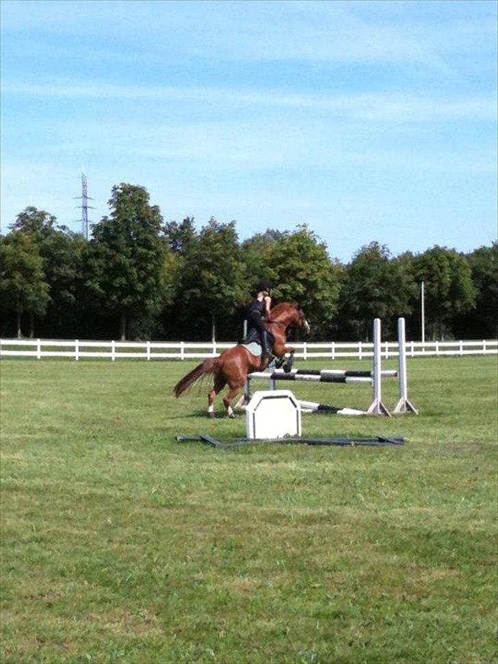 Irsk Sportspony Whos Smart "smarte" min springstjerne billede 13