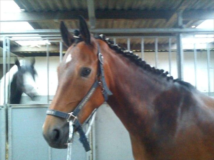 New Forest Freiser [ Himmelhest] - På ridelejr <3
- Du er så smuuuuk ! <3<3<3 billede 12