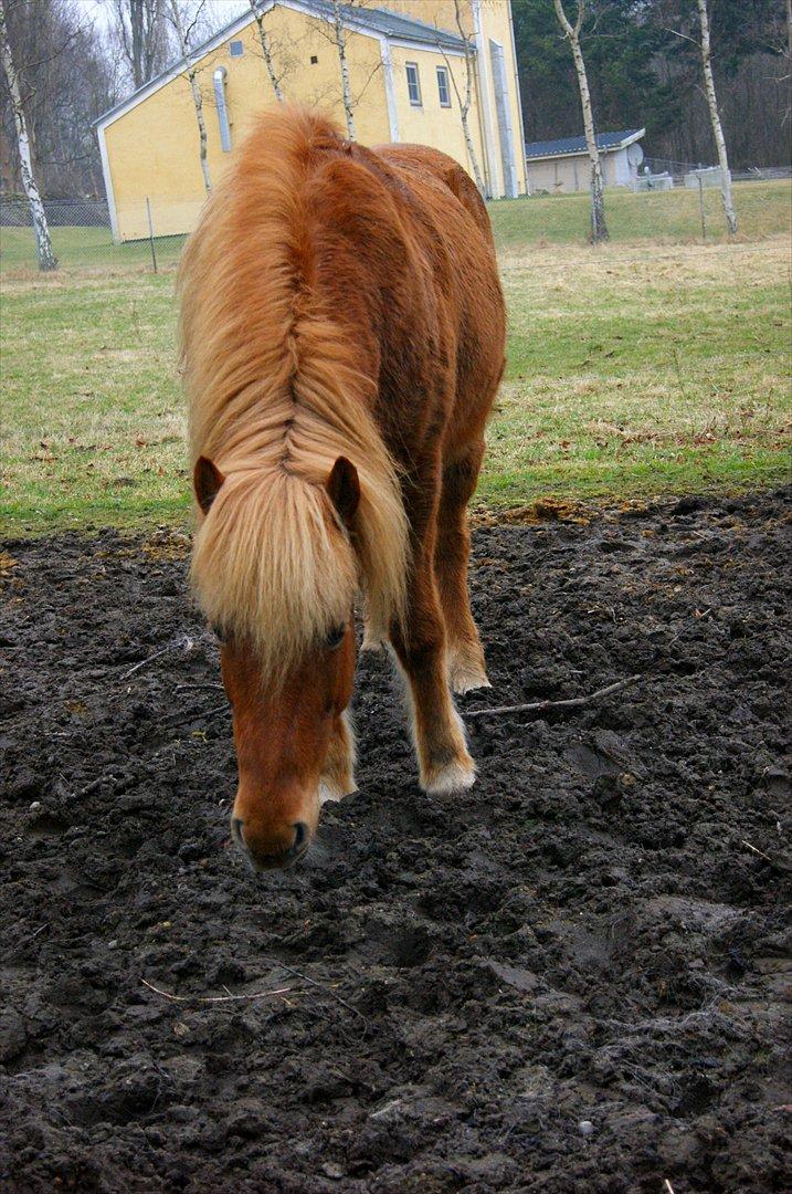 Islænder Stjarni - Flotte dyr :D billede 16