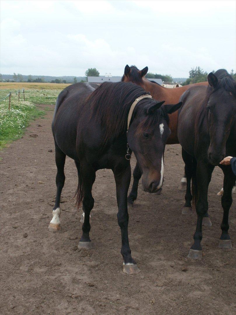 Anden særlig race Engbæks Lotte billede 1