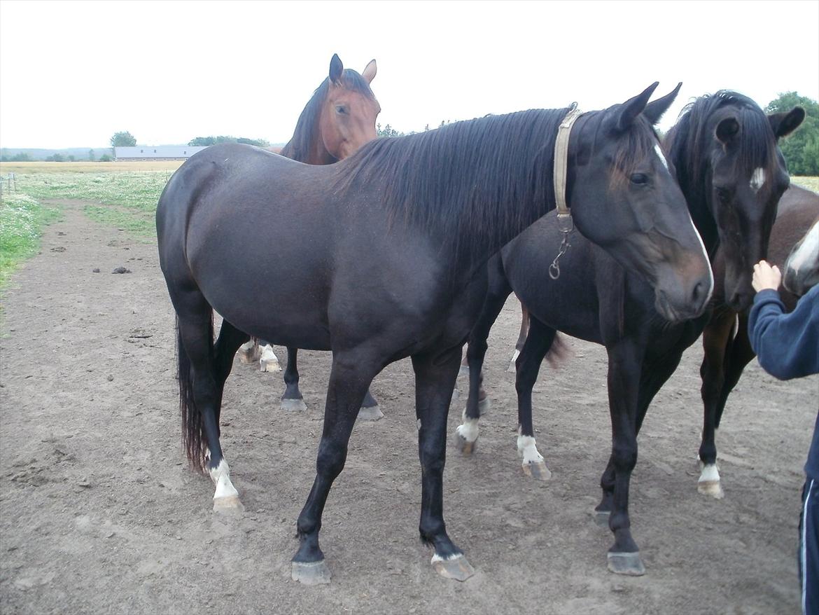 Anden særlig race Engbæks Lotte billede 2