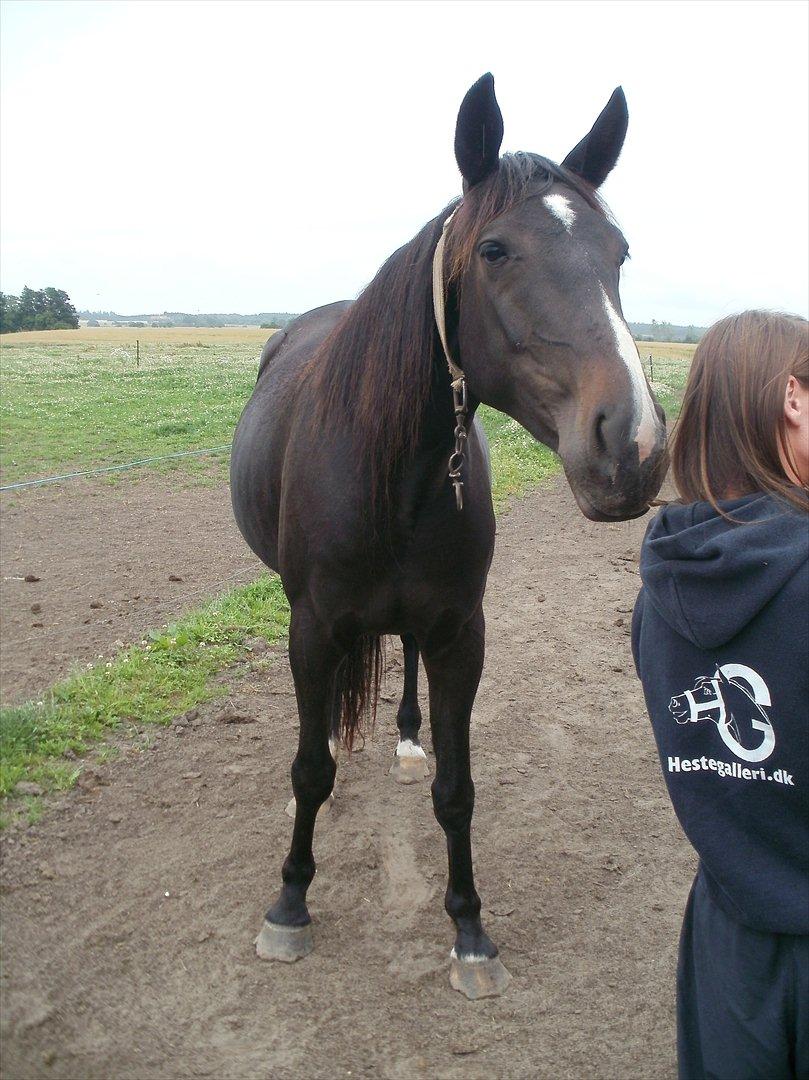 Anden særlig race Engbæks Lotte - MEGET nysgerrig, hehe billede 3