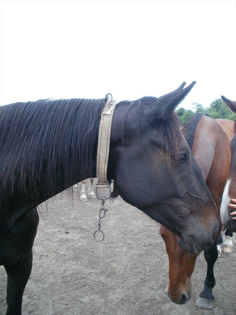 Anden særlig race Engbæks Lotte - Kønne hoved... billede 4