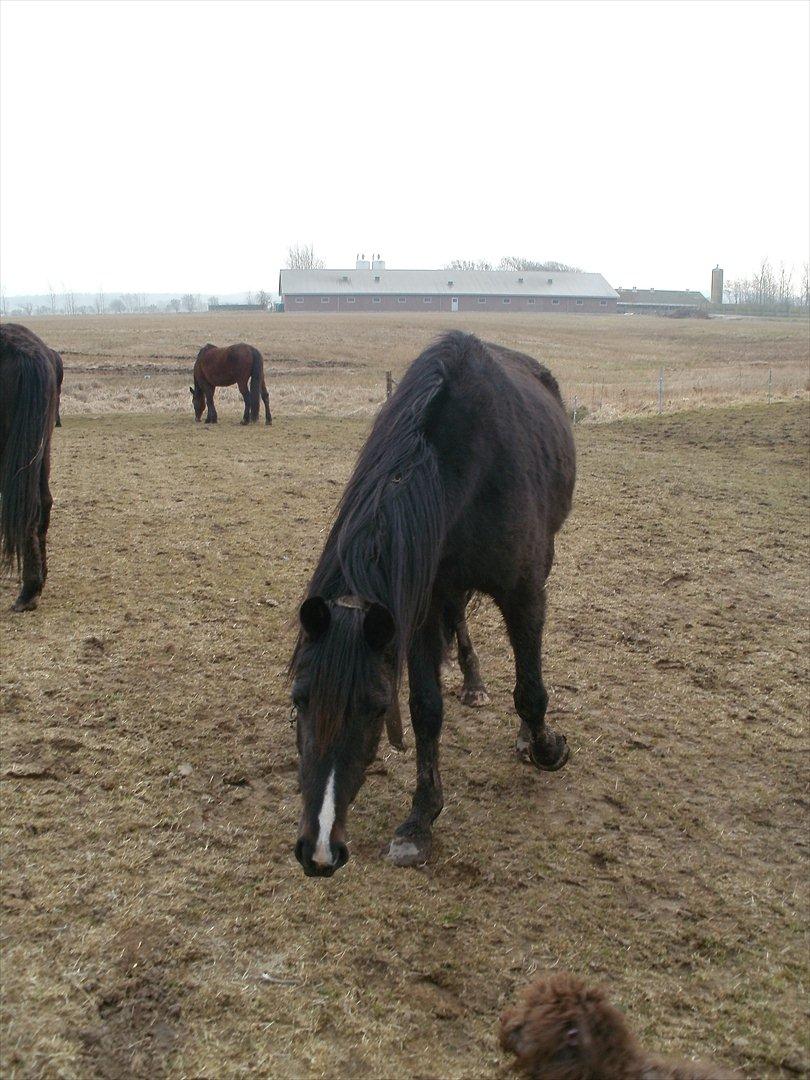 Anden særlig race Engbæks Lotte - Nøøøj en hund! billede 5