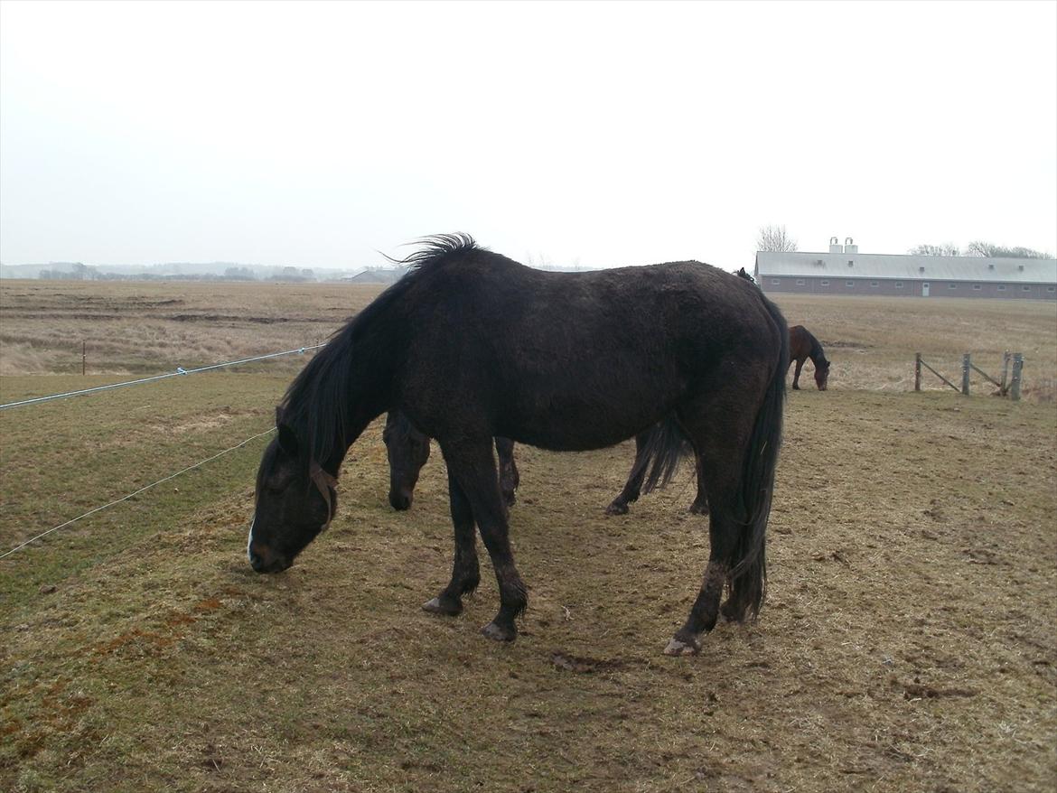 Anden særlig race Engbæks Lotte billede 6