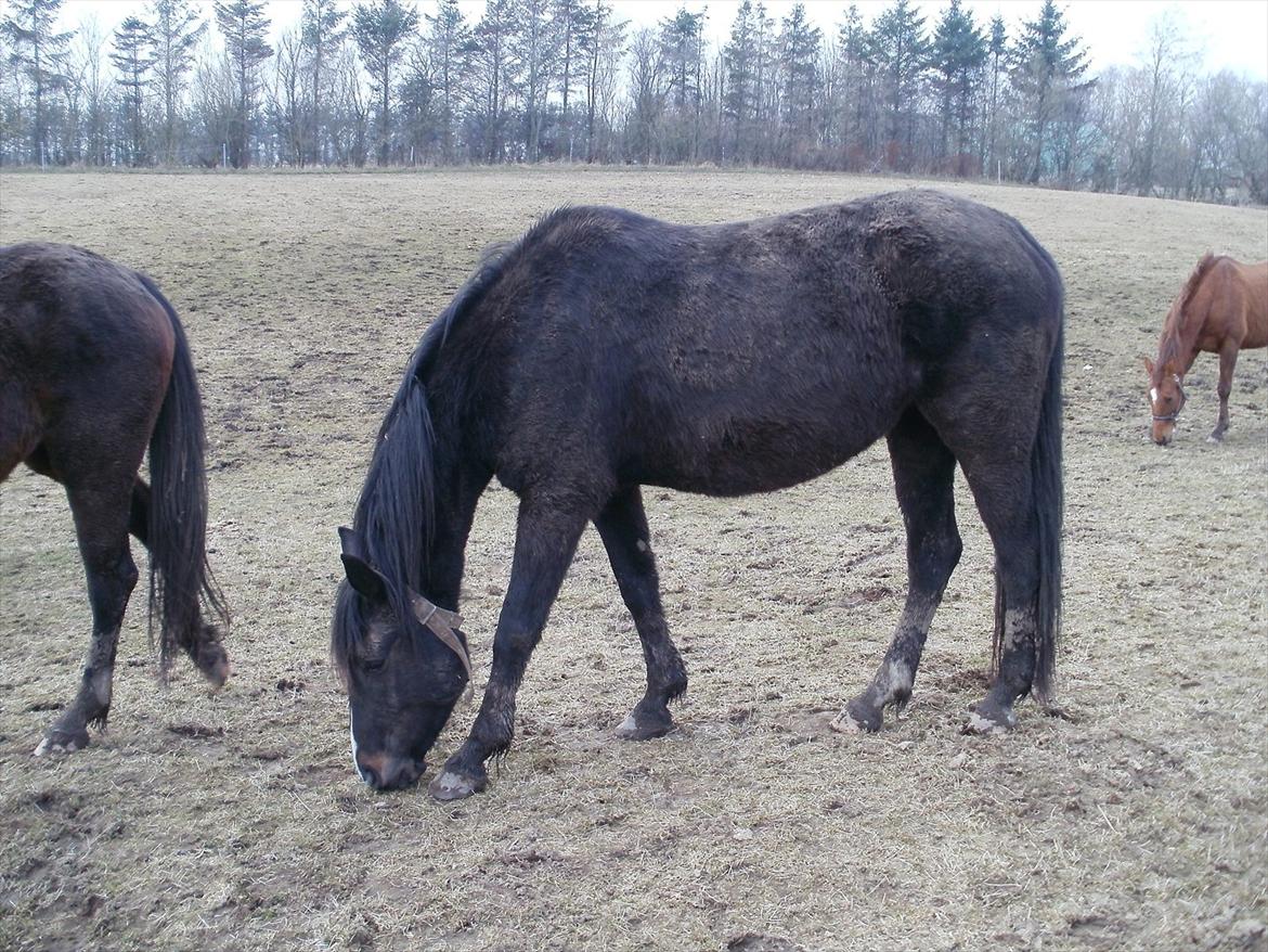 Anden særlig race Engbæks Lotte - Med vinterpels :-) billede 7