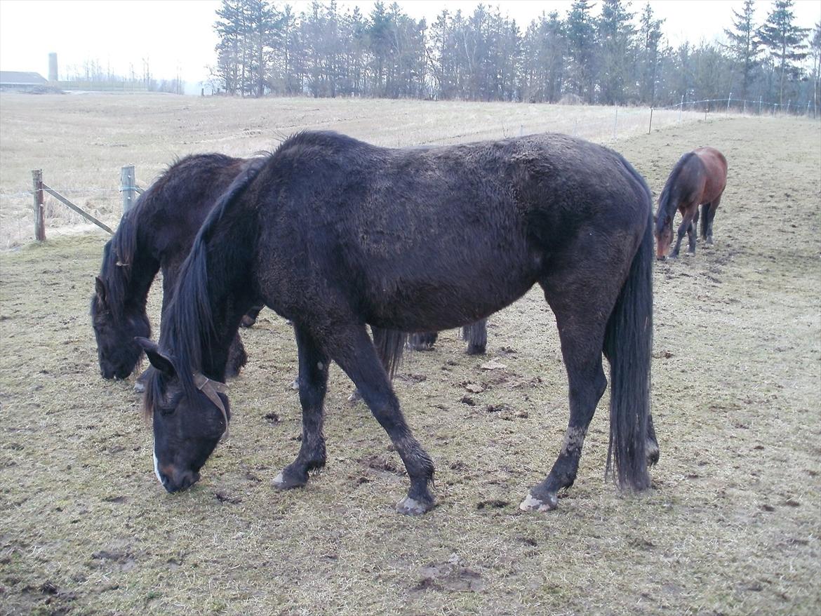 Anden særlig race Engbæks Lotte - masser af vinterpels! billede 8