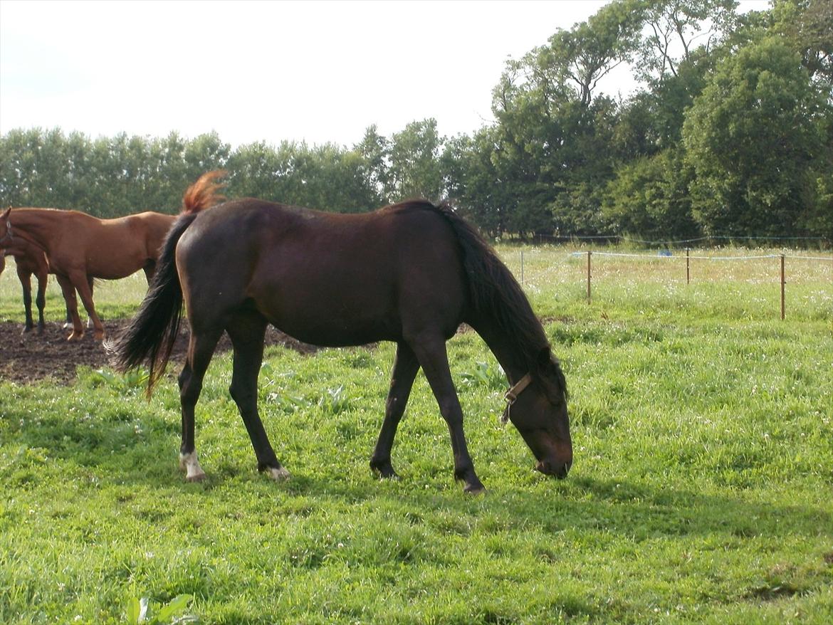 Anden særlig race Engbæks Lotte billede 9