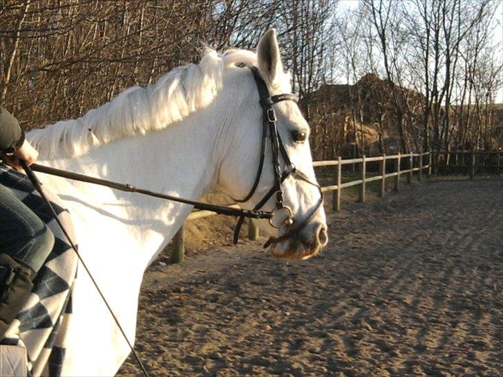 Anden særlig race * Cirkeline * # Min tøz # <3 - Mig der rider Cirkeline (:
Fotograf: Marika (: billede 3