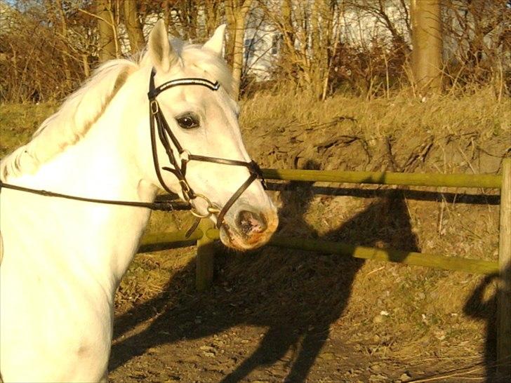 Anden særlig race * Cirkeline * # Min tøz # <3 - Cirkeline (:
Fotograf: Marika (: billede 4