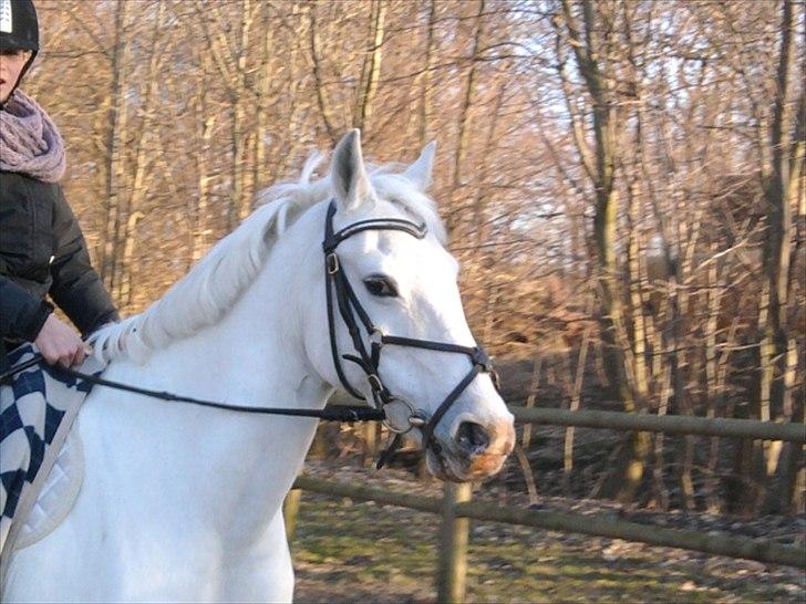 Anden særlig race * Cirkeline * # Min tøz # <3 - Cirkeline (:
Fotograf: Marika (: billede 5