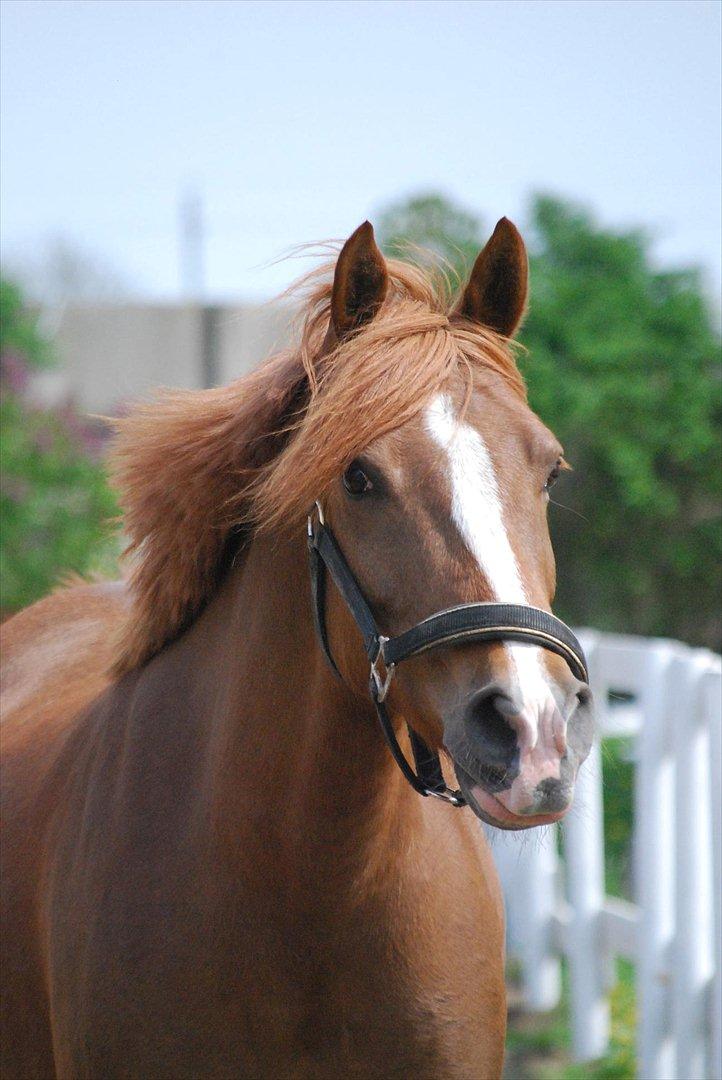 Anden særlig race Low Länder (NU TILBAGE IGEN) billede 4