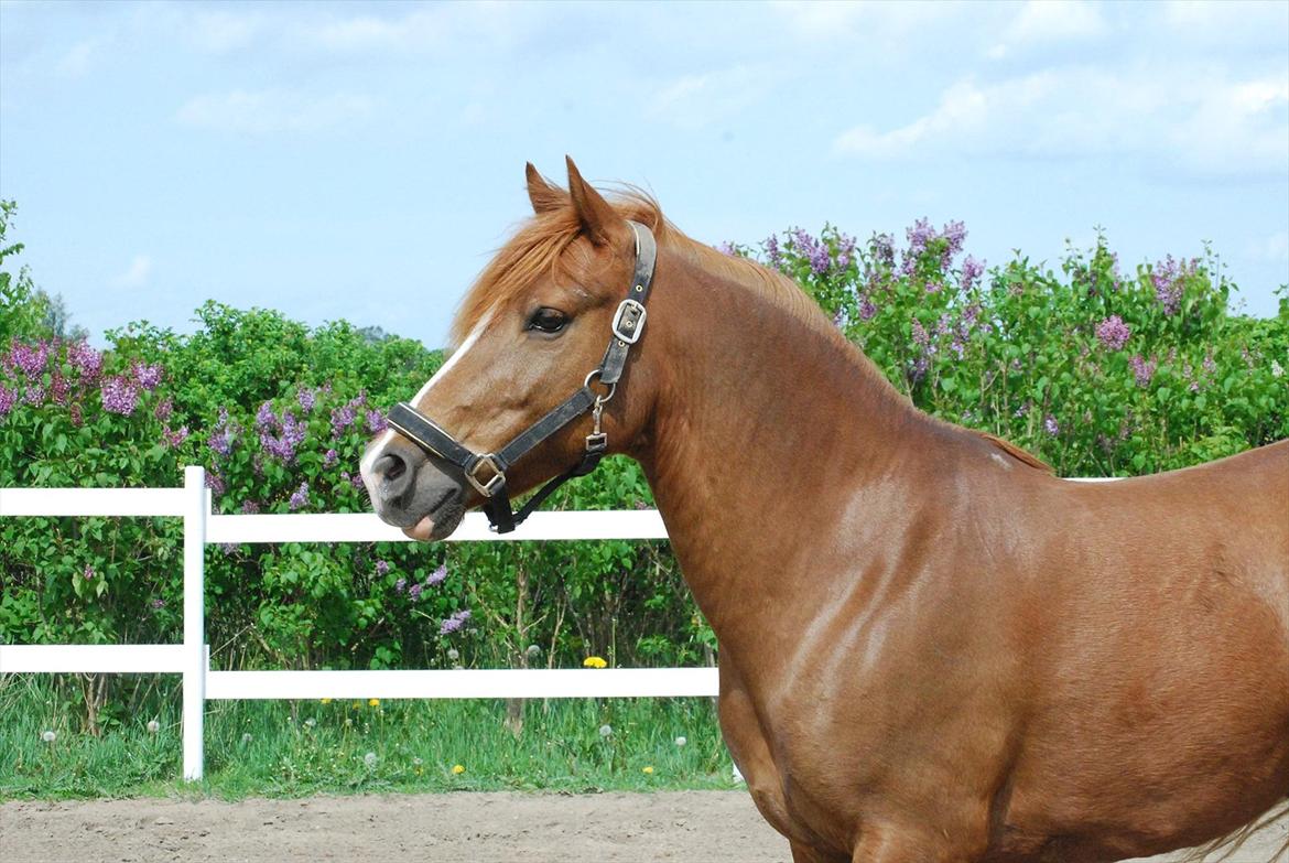 Anden særlig race Low Länder (NU TILBAGE IGEN) billede 3
