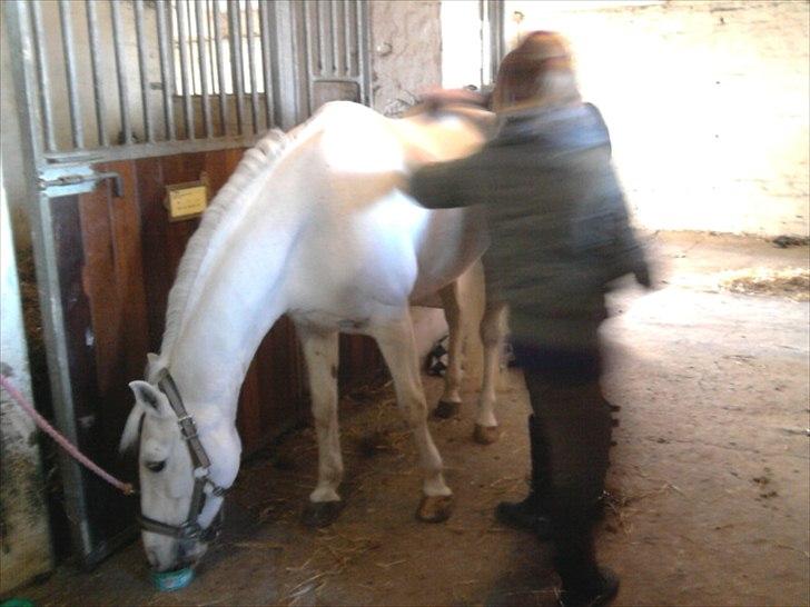 Anden særlig race * Cirkeline * # Min tøz # <3 - Cirkeline der bliver nusset omhyggeligt (:
Fotograf: Mor (: billede 14