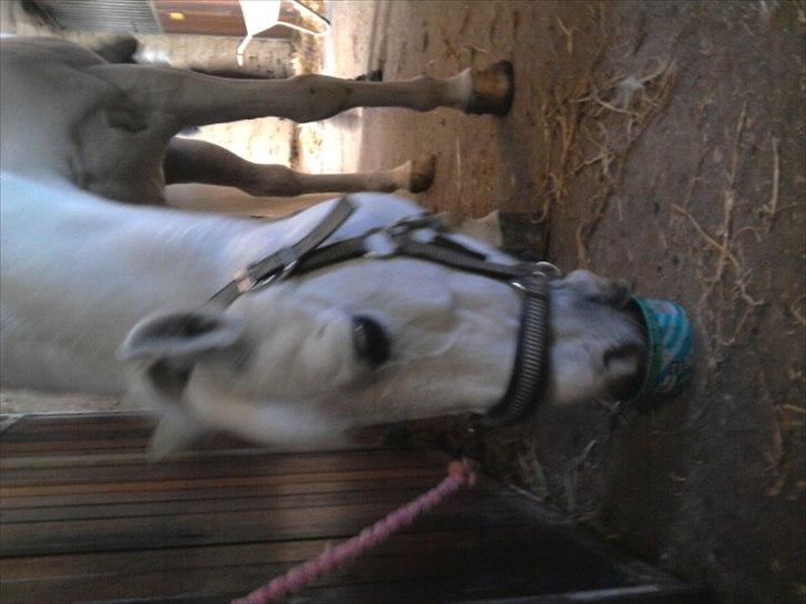 Anden særlig race * Cirkeline * # Min tøz # <3 - Cirkeline der slikker på en sliksten (:
Fotograf: Mor (: billede 13