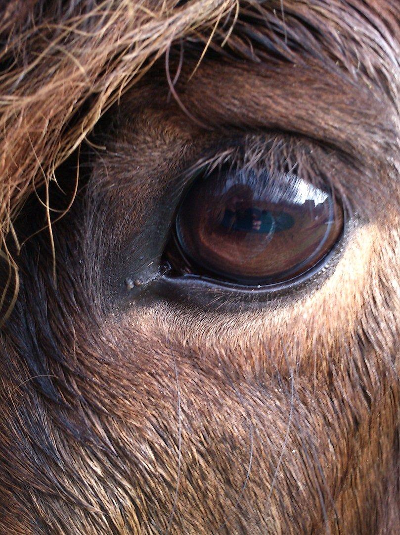 Islænder Hafleidir fra Gultentorp - My beauty <3 billede 1