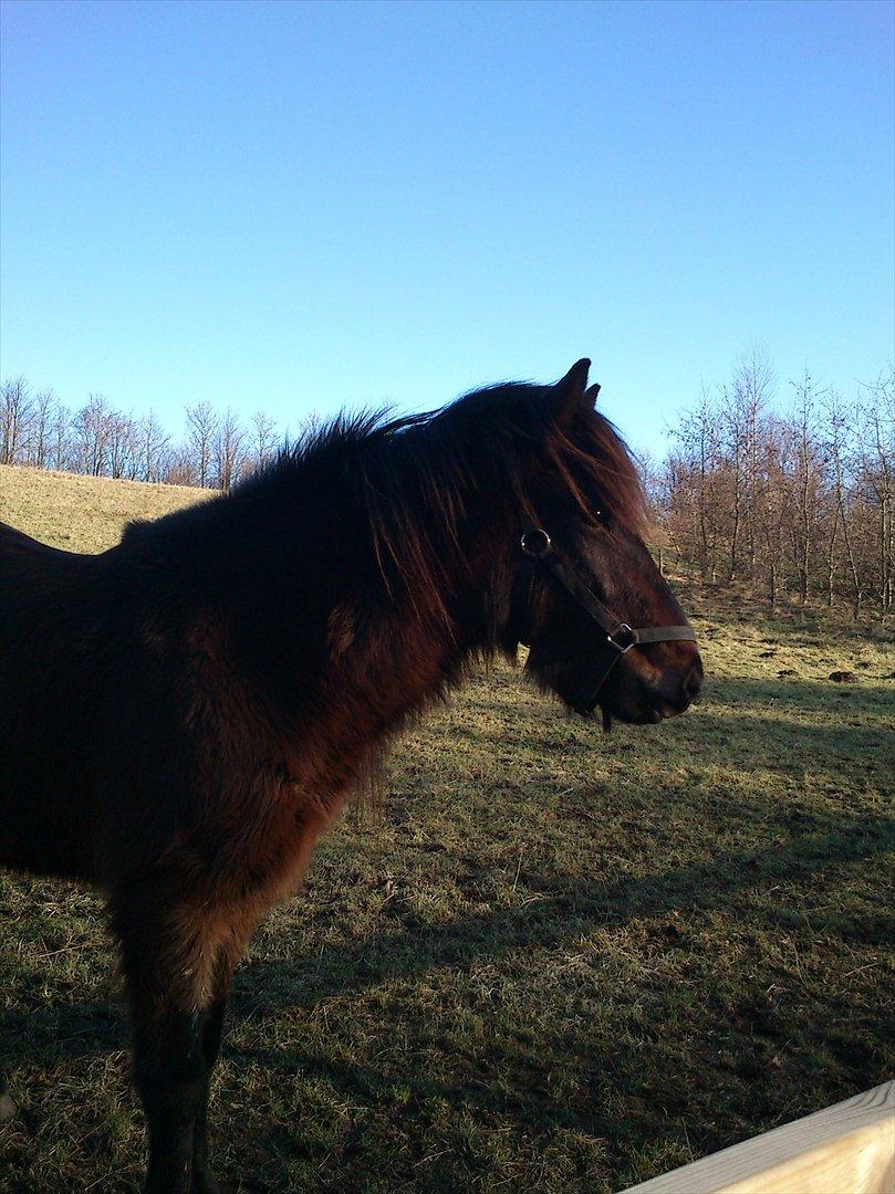 Islænder Hafleidir fra Gultentorp - Første dag på folden! billede 2