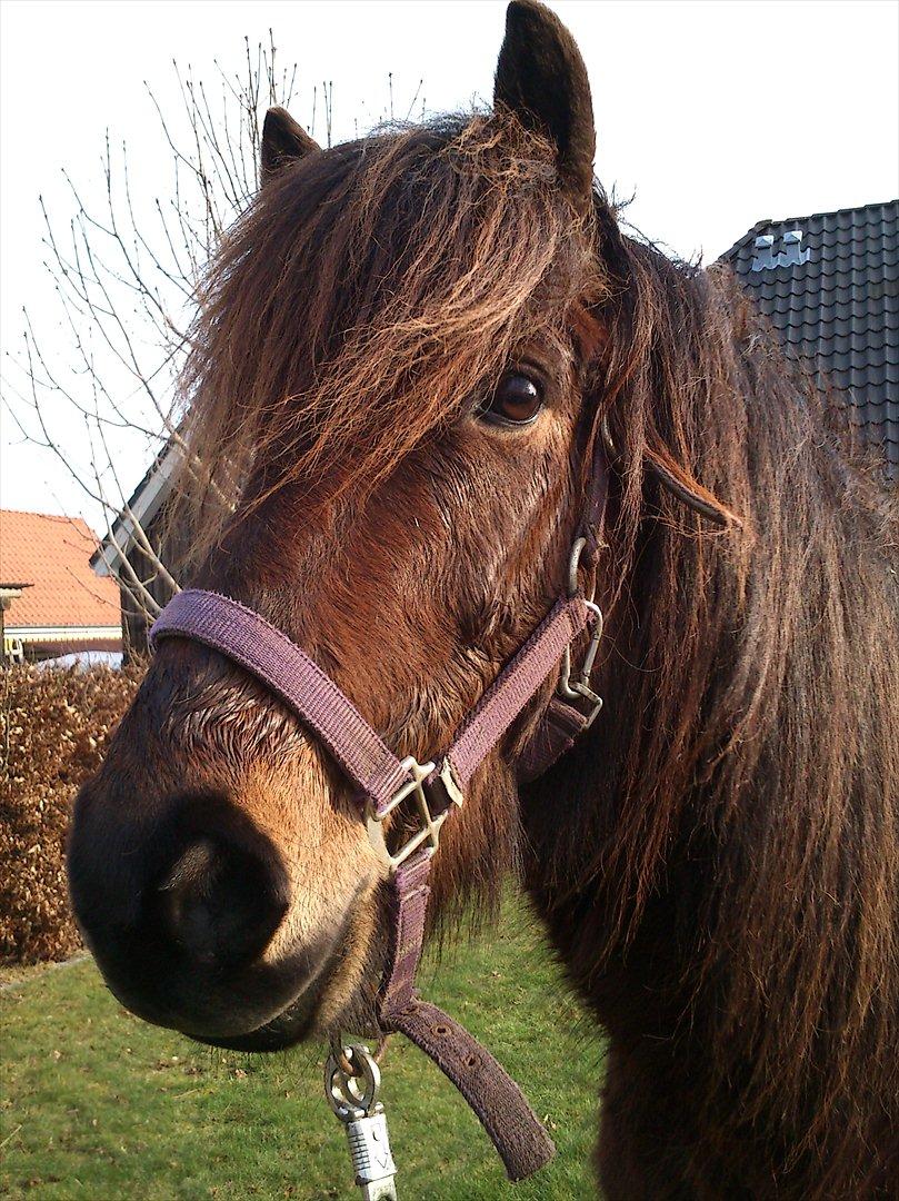 Islænder Hafleidir fra Gultentorp - I haven ;) billede 3