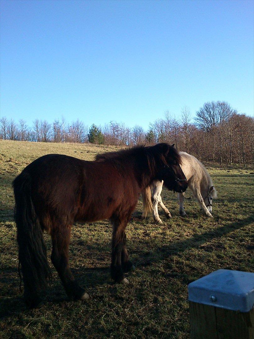 Islænder Hafleidir fra Gultentorp - <3 billede 4
