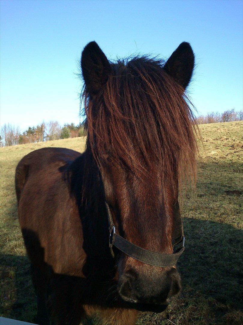 Islænder Hafleidir fra Gultentorp - <3 <3 billede 5