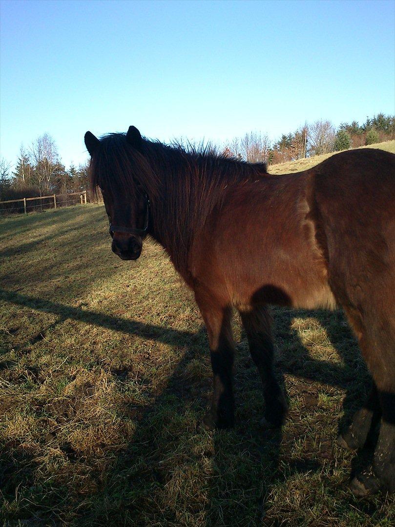 Islænder Hafleidir fra Gultentorp - <3 <3 <3 billede 6